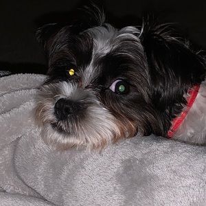 Meet your Posher, Susan